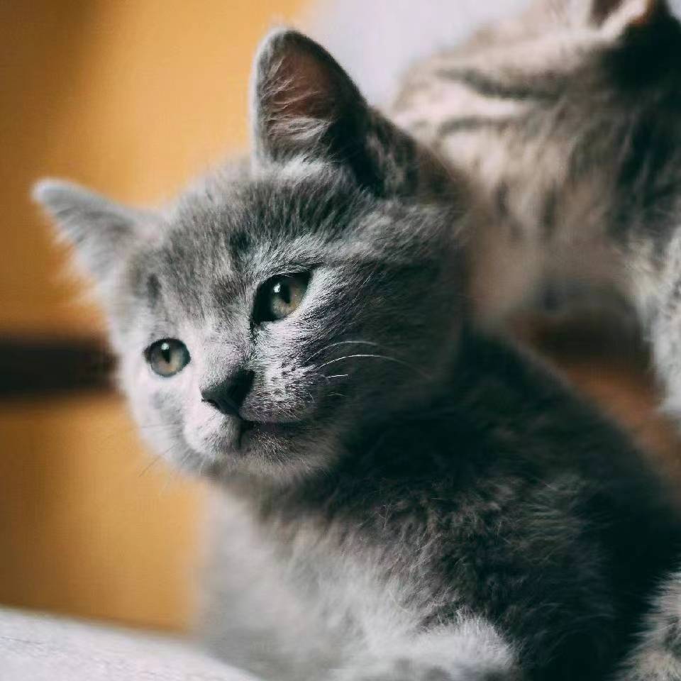 f1上海排位赛行程